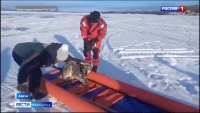 Камчатские спасатели пришли на помощь к четвероногому заложнику ледяной полыньи