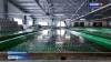 На кеткинском рыбоводном заводе вылупились мальки