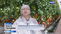 Тепличный комплекс на Камчатке вырастит 150 тонн томата и 200 тонн огурца, в следующем месяце