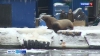 Сивучи не перестают удивлять жителей Камчатки