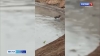 В Кроноцком заповеднике засняли удивительные кадры с водоплавающим зайцем