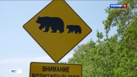 Медведь загрыз собак