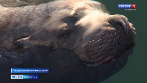 Берегите сивучей