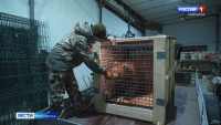 Медвежонка - сироту из Усть-Камчатска отправили в подмосковный приют