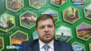 Житель Камчатки незаконно вырубил деревья каменной березы