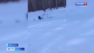 Медведь на Вилючинском перевале