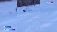 Медведь на Вилючинском перевале