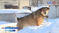 С начала года в краевой столице отловлено более 1300 бездомных собак