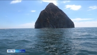 На Камчатке установили наблюдение за морскими млекопитающими