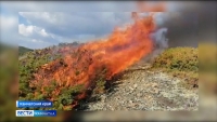 На полуострове растет площадь лесных пожаров