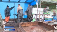 Рыбоводные заводы полуострова начали закладку икры в инкубатор