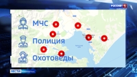 Медведи в городе
