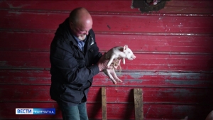 Молочная ферма в Усть-Камчатске займется свиноводством