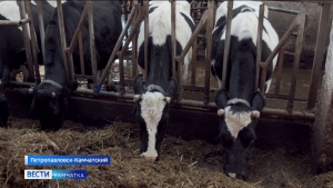 На полуострове появится новый производитель молочной продукции