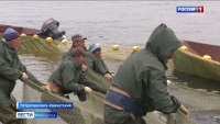 С начала путины на Камчатке выловили более 103 тысяч тонн лосося