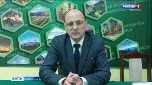 На полуострове начались рейды по борьбе с незаконной вырубкой елей