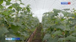 На Камчатке запустят теплицы круглогодичного пользования