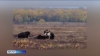 Медведи готовятся к зиме