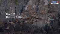 На грани исчезновения