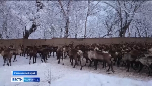 Камчатские оленеводы перенимают опыт