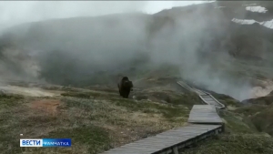 В Долине гейзеров наступили дни тишины