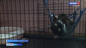 В первый день весны отметили Всероссийский день кошек