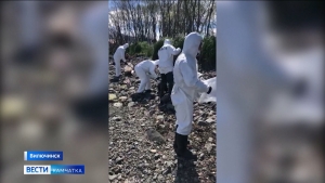 Загрязнение мазутом в бухте Крашенинникова ликвидировано