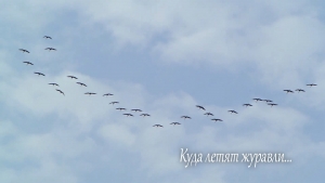 Куда летят журавли...