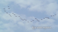 Куда летят журавли...