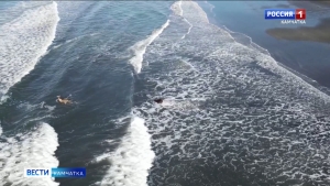 Медведь загнал лося в воды Тихого океана
