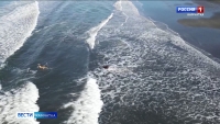 Медведь загнал лося в воды Тихого океана