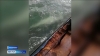 На Камчатке белуха предпочитает жить среди людей