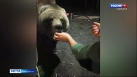 В соцсетях появилось видео, где рыбаки решили покормить дикого медведя с рук