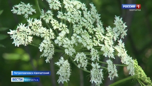 Война с борщевиком Сосновского на Камчатке продолжается