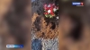 На кладбище Петропавловска-Камчатского обнаружили следы медведя