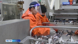 Строительство еще одного рыбоперерабатывающего комплекса может начаться на Камчатке