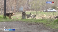 Продолжение получила история нападения стаи бездомных собак на 9-летнюю девочку