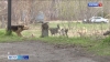 Продолжение получила история нападения стаи бездомных собак на 9-летнюю девочку