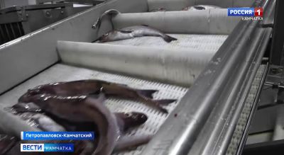 От свежей рыбы до готовых консервов