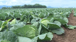 Зреет в поле урожай