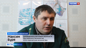 Камчатские лесники спрогнозировали урожай семян на текущий год