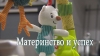 Материнство и успех