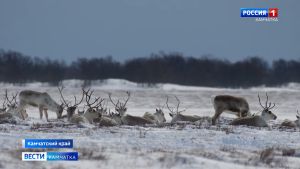 Олени Кроноцкого заповедника могут задержаться в горах из‑за снега