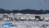 Олени Кроноцкого заповедника могут задержаться в горах из‑за снега
