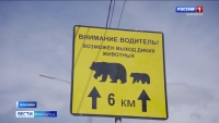 С начала летнего сезона камчатские охотгруппы отстрелили 25 медведей