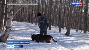 Закладчика поймали возле лесополосы у биатлонного комплекса в Петропавловске
