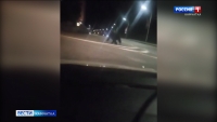 По улицам краевой столицы бродит медведь