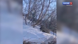 На улице Океанская рысь загрызла кота