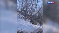 На улице Океанская рысь загрызла кота