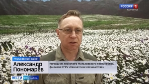 Осмотры лесосек